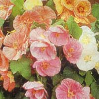 Abutilon x hybridum 'Bella'